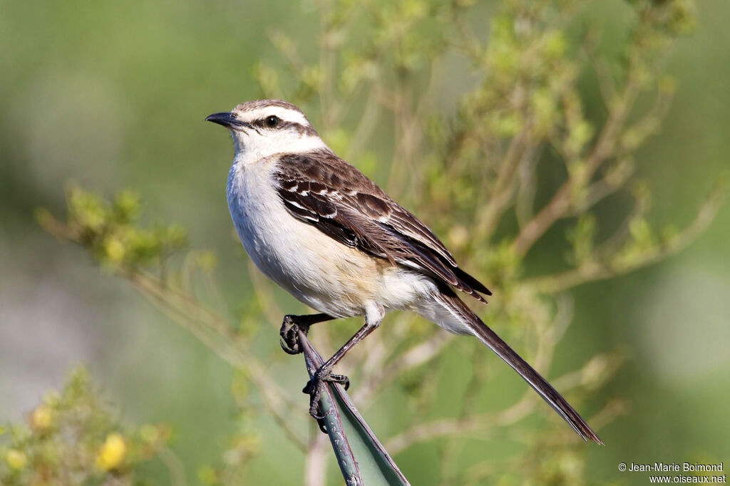 Chalk-browed Mockingbird