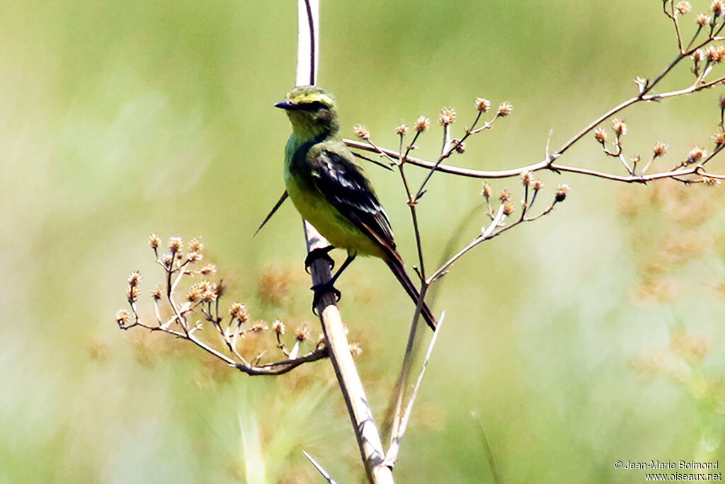 Yellow-browed Tyrant