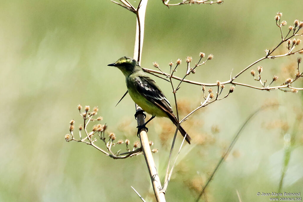 Yellow-browed Tyrant