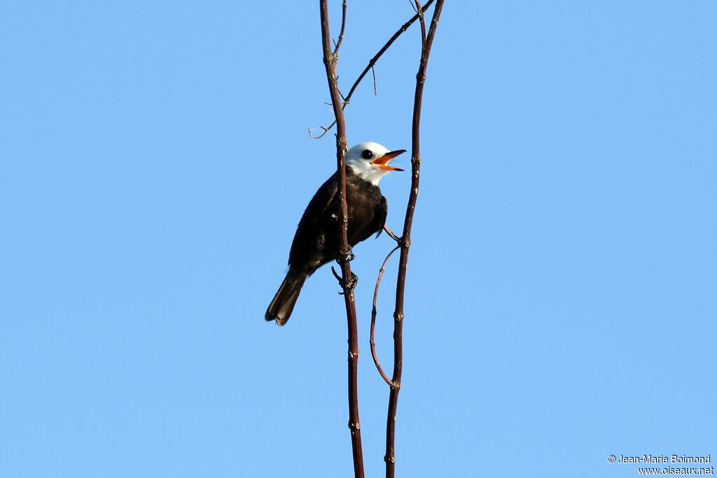 Moucherolle à tête blanche