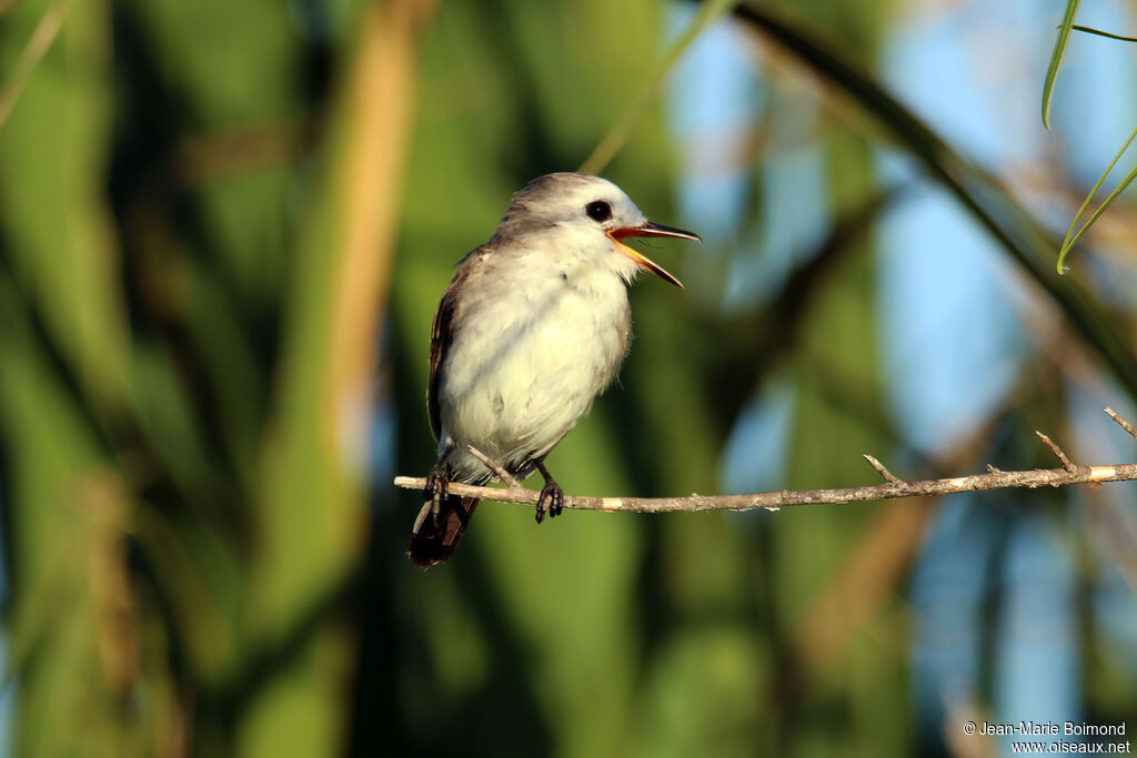 Moucherolle à tête blanche