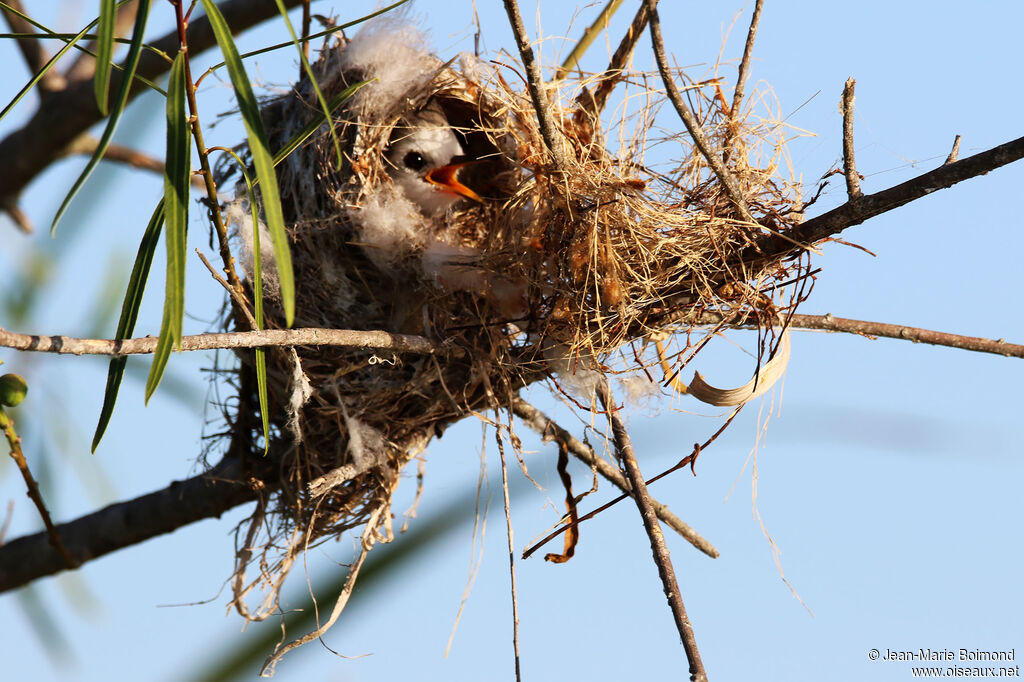 Moucherolle à tête blanche