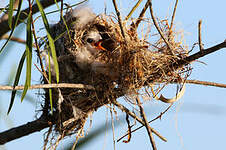 Moucherolle à tête blanche