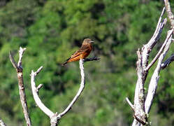 Cliff Flycatcher