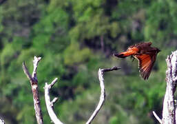 Cliff Flycatcher