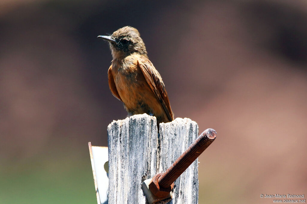 Cliff Flycatcher