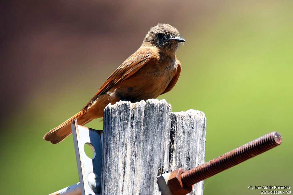 Cliff Flycatcher