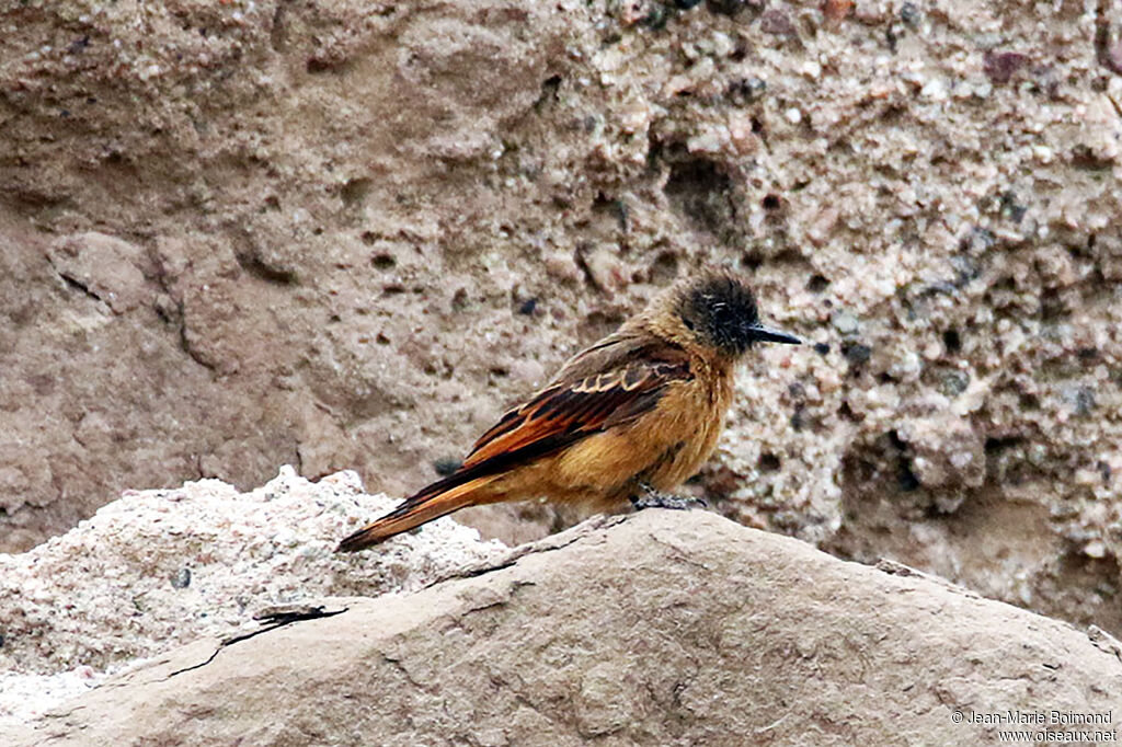 Cliff Flycatcher