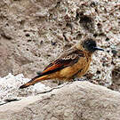 Moucherolle hirondelle