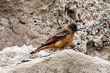 Moucherolle hirondelle