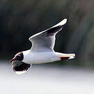 Mouette de Patagonie