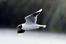 Mouette de Patagonie