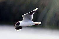 Mouette de Patagonie