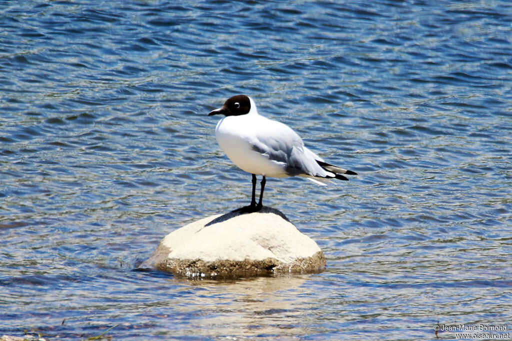 Mouette des Andes