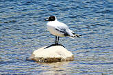 Mouette des Andes