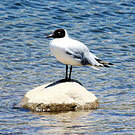 Mouette des Andes