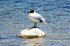 Mouette des Andes