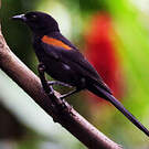 Oriole à galons
