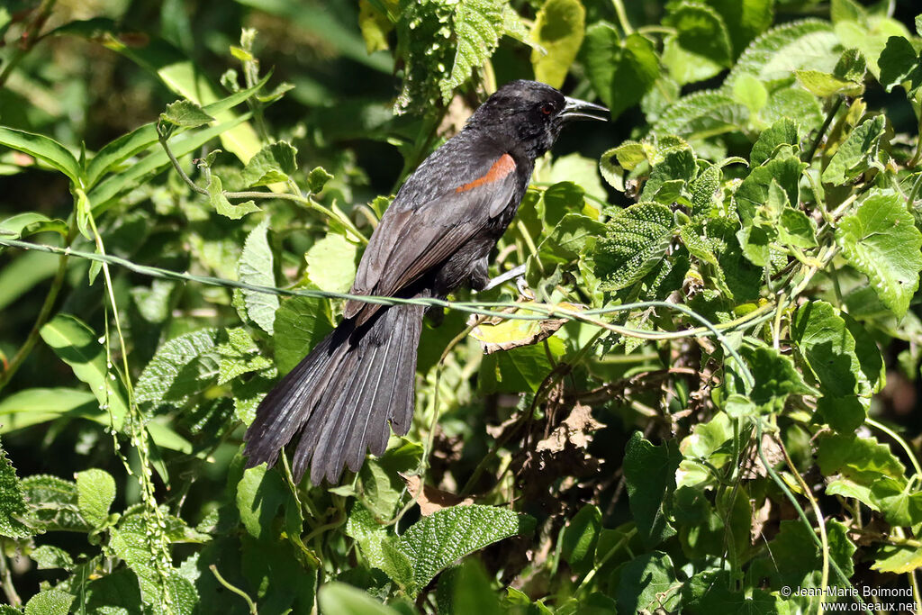 Oriole à galons