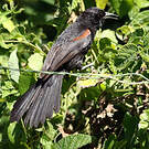Oriole à galons