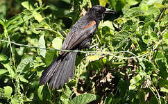 Oriole à galons
