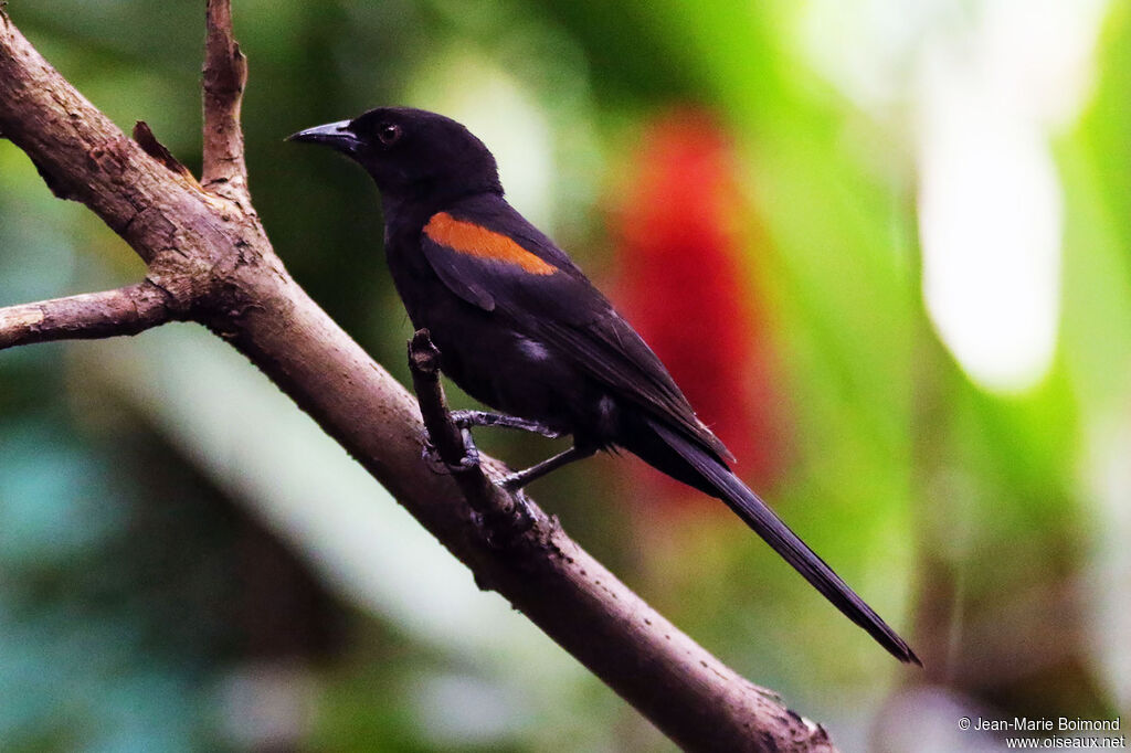 Oriole variable