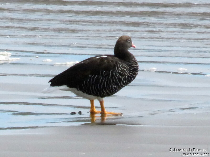 Kelp Goose female