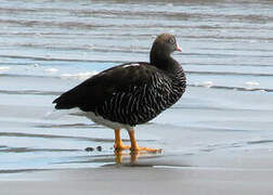 Kelp Goose