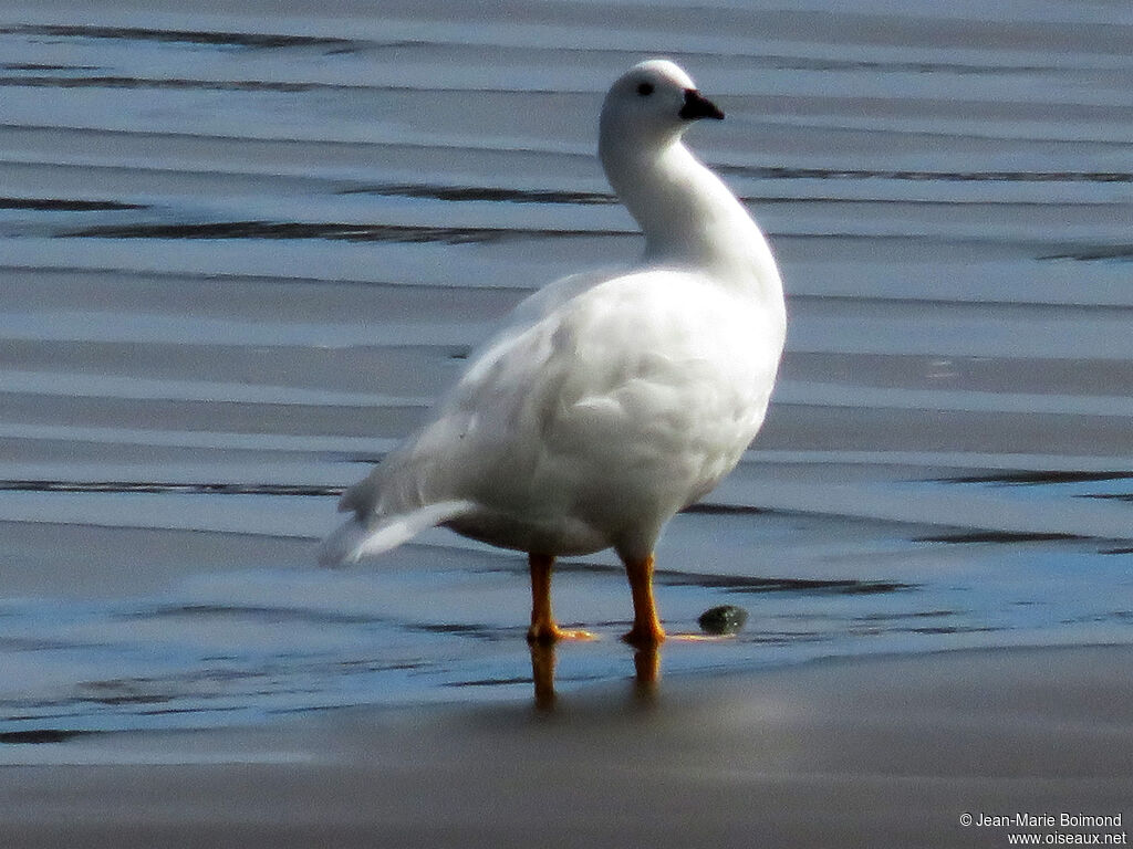 Ouette marine mâle