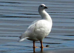 Kelp Goose