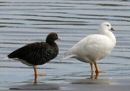 Kelp Goose