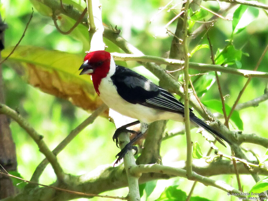 Red-cowled Cardinal