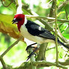 Paroare dominicain