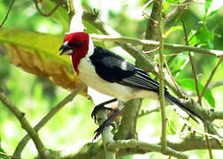 Red-cowled Cardinal