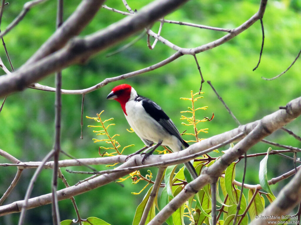 Red-cowled Cardinal