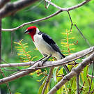 Paroare dominicain