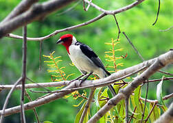 Red-cowled Cardinal