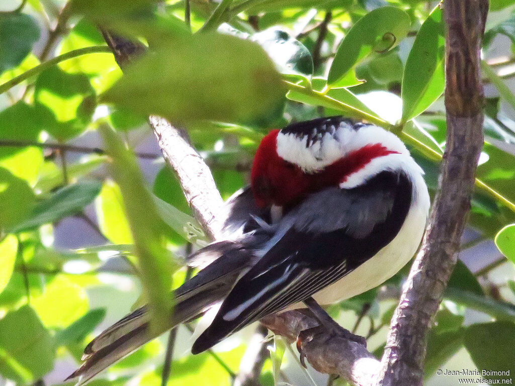 Red-cowled Cardinal