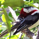 Paroare dominicain