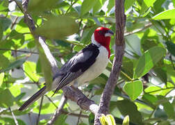 Red-cowled Cardinal