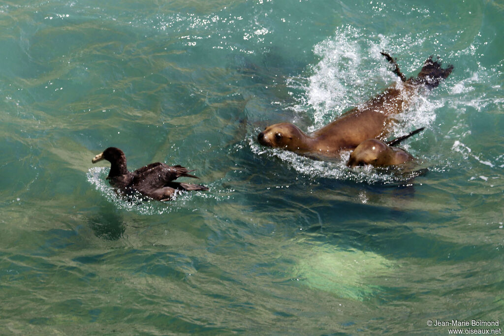 Southern Giant Petrel
