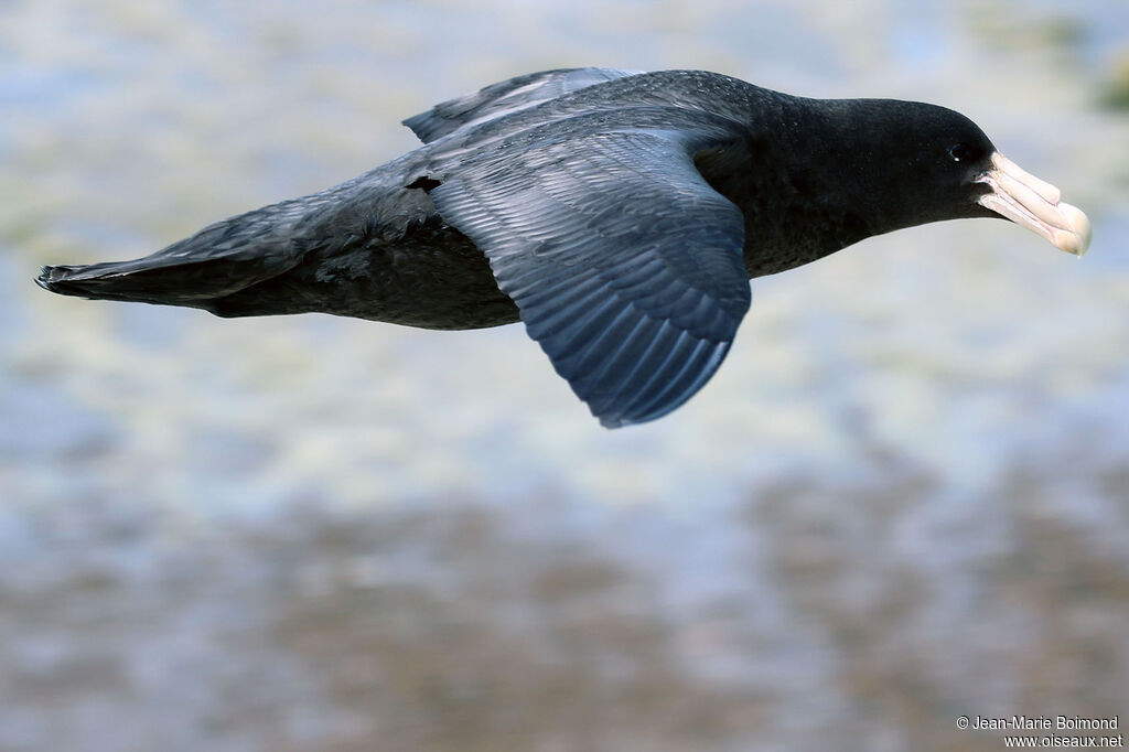 Southern Giant Petrel