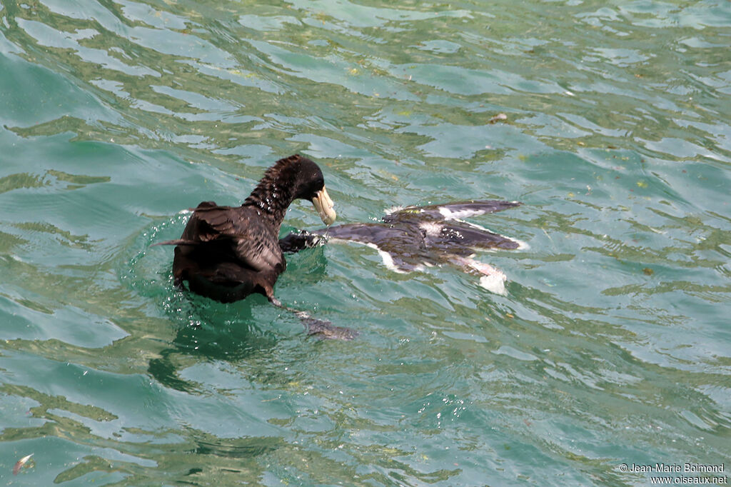 Southern Giant Petrel