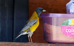 Phrygile à tête grise