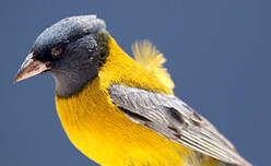 Phrygile à tête grise