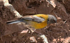 Phrygile à tête grise