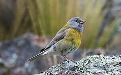 Phrygile à tête grise