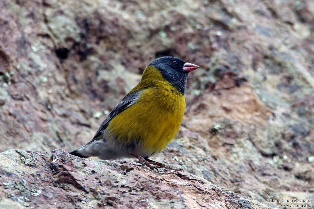 Grey-hooded Sierra Finch male
