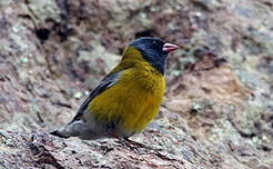 Phrygile à tête grise