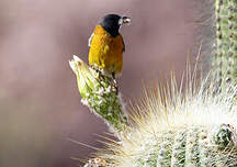 Phrygile à tête noire